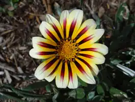 African Daisy, Bay Shore Avenue, Long Beach, CA 